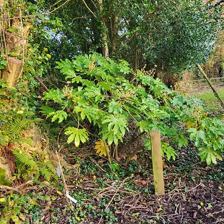 Beech