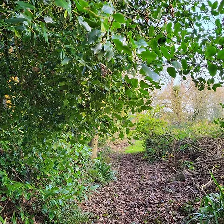 Beech